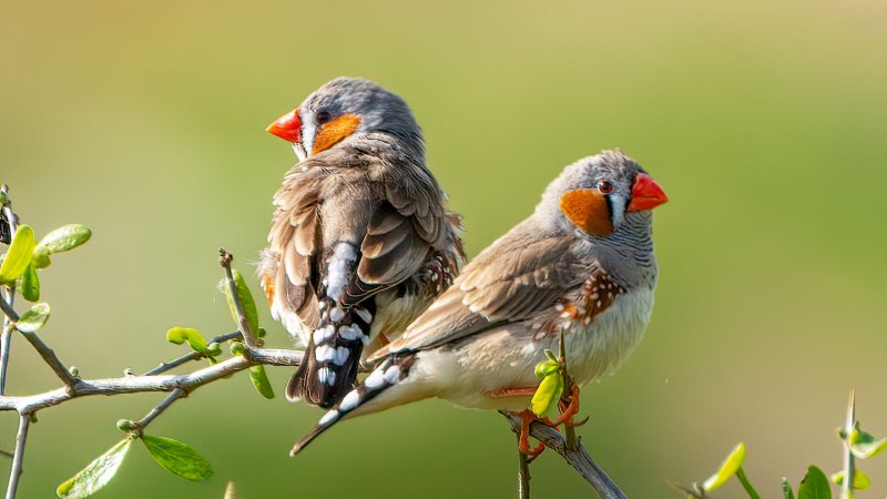 Source-feed image associated with Songs prep the brains of finches yet to hatch for a hot world
