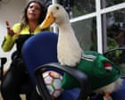 Source-feed image associated with Duck off: World Cup hero Merlín barred from Mexico game due to Fifa’s animal ban