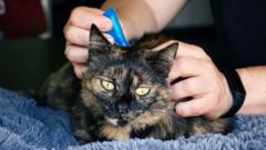 Source-feed image associated with Vets advise ban on over the counter flea treatment for pets
