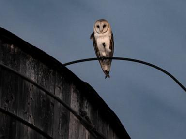 Image from linked report: A rare family of barn owls moved into Manhattan's Upper West Side. New Yorkers are captivated