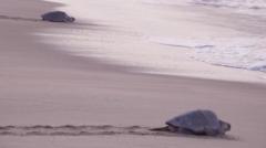 Source-feed image associated with Mass nesting brings swarms of turtles to Mexican beach