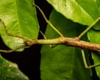 Image from linked report: Discovery of new Australian stick insect species reveals case of mistaken identity