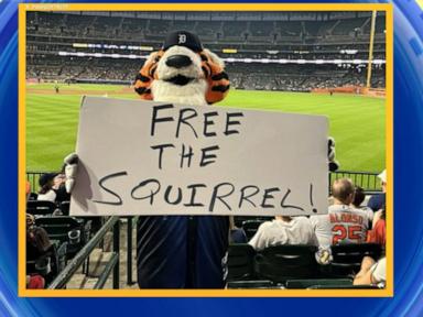 Source-feed image associated with WATCH: Squirrel runs onto field during MLB game