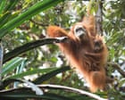 Source-feed image associated with Four days of extreme rain in Indonesia killed 7% of world’s rarest great apes, study finds
