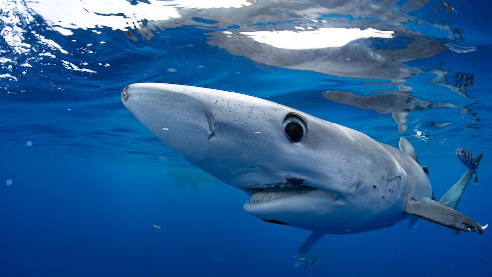Source-feed image associated with How to Stream Shark Week Live Online Without Cable