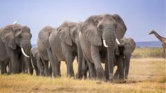 Source-feed image associated with Mysterious deaths of elephants in Kenya prompts urgent inquiry