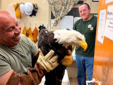 Source-feed image associated with WATCH: Internet-famous Jackie the eagle recovering after fight