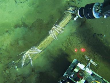 Source-feed image associated with Scientists discover a deep whale graveyard that is teeming with life