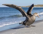 Source-feed image associated with Australia news live: minister says it’s safe to ‘keep buying eggs, keep buying chicken’ as east coast records first suspected bird flu case
