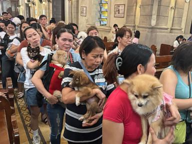 Image from linked report: Wagging tails fill Malate Church as priests bless pets for St. Francis feast