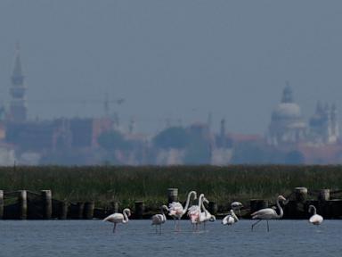 Source-feed image associated with Venice's growing flamingo population finds refuge in recovering wetlands