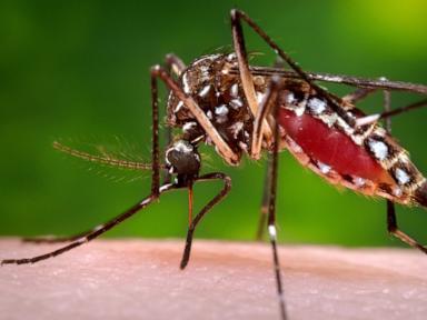 Source-feed image associated with Florida confirms death from dengue as state struggles with recent outbreak