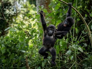 Image from linked report: Ugandans plant trees near national park to keep people out of gorillas’ habitat