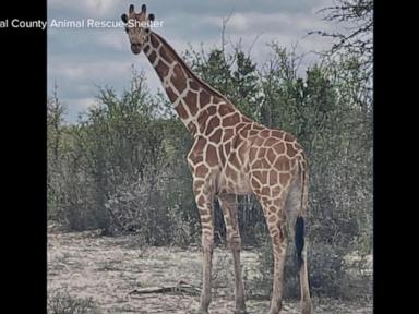 Source-feed image associated with WATCH: Missing giraffe in Texas finally found after two-week search