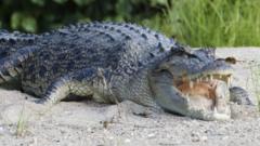 Source-feed image associated with River home to 500 crocodiles chosen as Olympic rowing venue