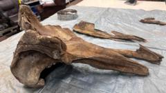 Source-feed image associated with Is a whale fossil the leftovers of a Bronze Age Sunday roast?
