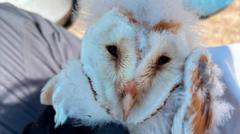 Source-feed image associated with 'Magical' and rare barn owl has bumper breeding season