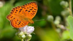 Source-feed image associated with How cows are helping one of Britain's rarest butterflies