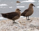 Source-feed image associated with Fears for New Zealand’s native species as first bird flu case emerges