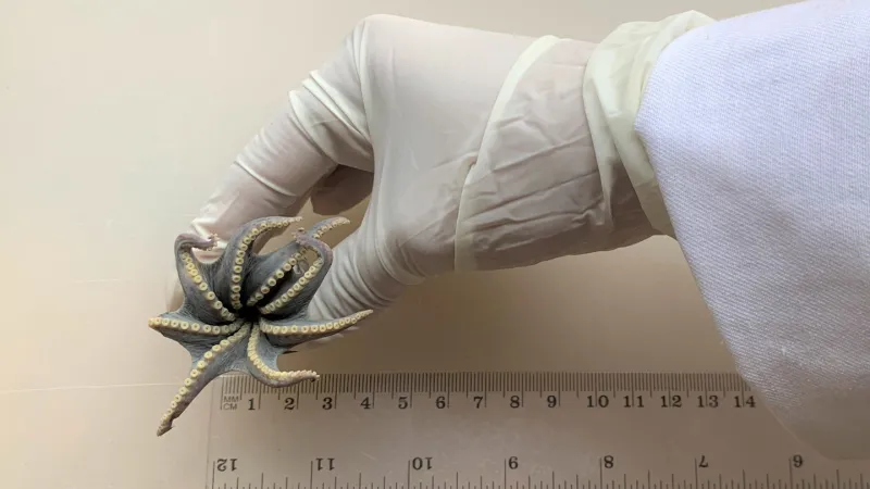 Source-feed image associated with This tiny, blue octopus is new to science