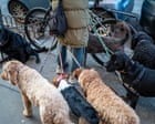 Source-feed image associated with Party poopers: New Yorkers sniff at pet owners leaving behind animal waste