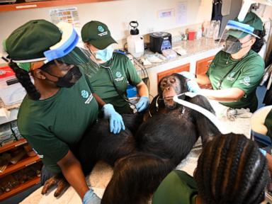 Source-feed image associated with Chimpanzees used for vaccine research get health checks as part of long-term care