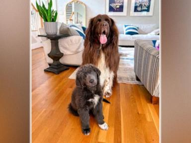 Source-feed image associated with WATCH: Gardening dog gets a new friend