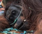 Source-feed image associated with Indonesian wildfires threaten leading orangutan research site in Borneo