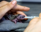 Source-feed image associated with Week in wildlife: a thirsty baby hedgehog, a rare puffling and a jumping spider