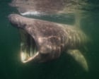 Source-feed image associated with ‘Sharks are my film stars’: how the Jacques Cousteau of the North Sea finally unlocked its beauty
