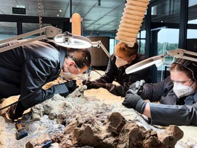 Source-feed image associated with 2,000 volunteers join a painstaking effort to restore massive prehistoric skeleton