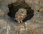 Source-feed image associated with Week in wildlife: Neil the seal, a pink grasshopper and condors in love