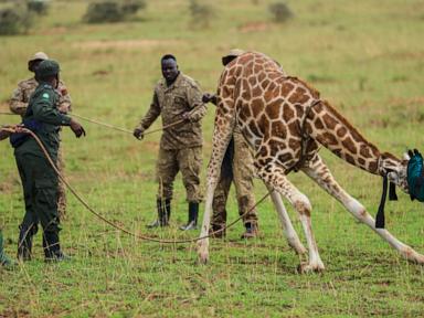 Source-feed image associated with Giraffes given a new home in Uganda to escape oil drilling in the country's largest park