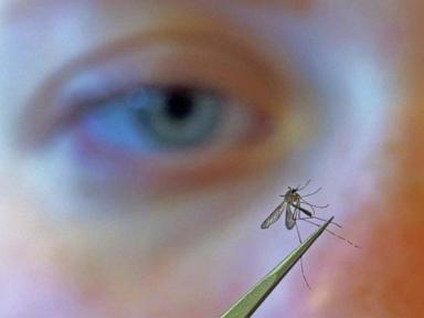 Source-feed image associated with CDC urges people to prevent mosquito bites as West Nile virus season gets early start