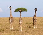 Image from linked report: Comedy wildlife photography award finalists 2026 – in pictures