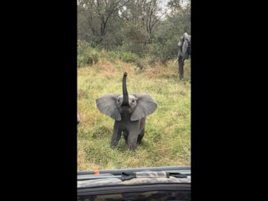 Source-feed image associated with WATCH: Baby elephant charges tourists