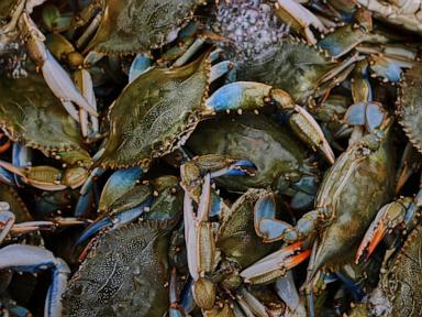 Source-feed image associated with Italians enter uneasy truce with invasive blue crabs, exporting crustaceans they won't eat
