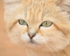 Source-feed image associated with ‘No one believed it’: how a YouTube video accidentally proved Libya’s sand cat really does exist