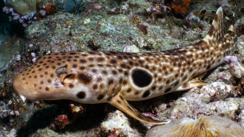 Source-feed image associated with A new species of walking shark has been found in Papua New Guinea