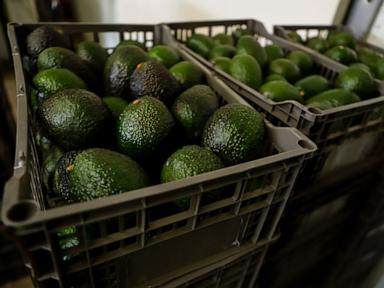 Source-feed image associated with US suspends avocado inspections in Mexican state of Michoacan due to threat