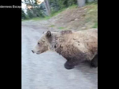 Source-feed image associated with WATCH: Grizzly bear in Canada threatens woman and dog, video shows