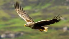 Source-feed image associated with Britain's protected birds of prey still being shot, trapped and poisoned, says RSPB