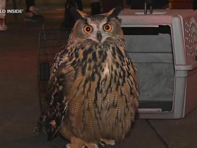 Source-feed image associated with WATCH: Escaped NYC owl Flaco gets tribute in new documentary