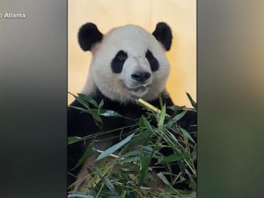Image from linked report: WATCH: Panda-monium at the Zoo Atlanta