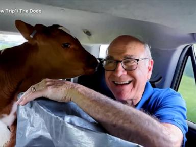 Source-feed image associated with WATCH: Father, daughter take road trip to save 2 calves