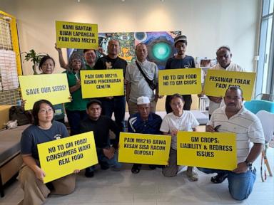 Source-feed image associated with Malaysian farmers, environmental groups call for rejection of GMO rice trial