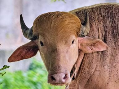 Source-feed image associated with Rare albino buffalo named after Donald Trump for its golden locks draws crowds