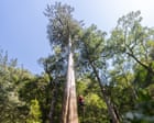 Source-feed image associated with A thousand years old and 20 storeys high: tracking down Taiwan’s tallest trees