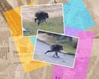 Source-feed image associated with Who is Jimothy? Seven things you need to know about the internet’s favourite raccoon