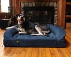 Source-feed image associated with My pup Koopa and I put 15 dog beds to the test – these are ones that survived